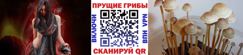 закладки  Шарыпово  Псилоцибиновые грибы Psilocybine cubensis 